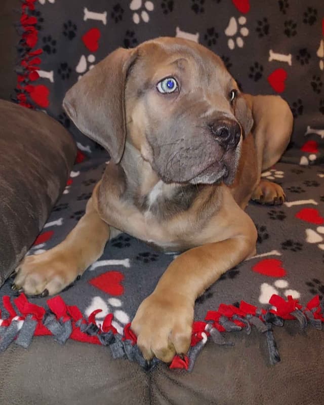 Cane Corso Puppies- Last One!! media 3