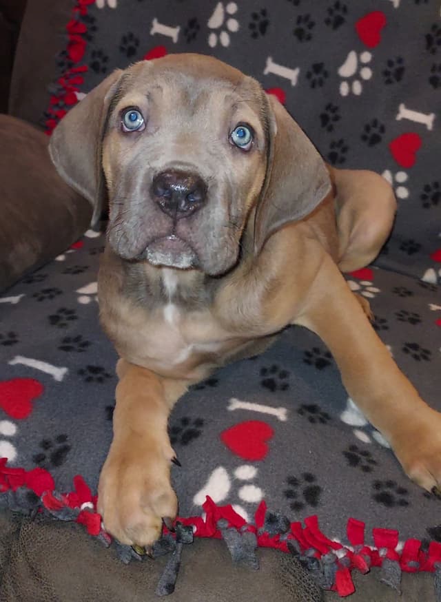 Cane Corso Puppies- Last One!! media 4