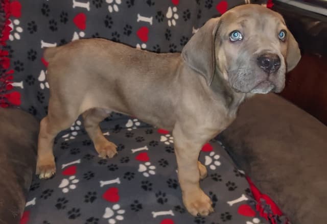 Cane Corso Puppies- Last One!! media 5