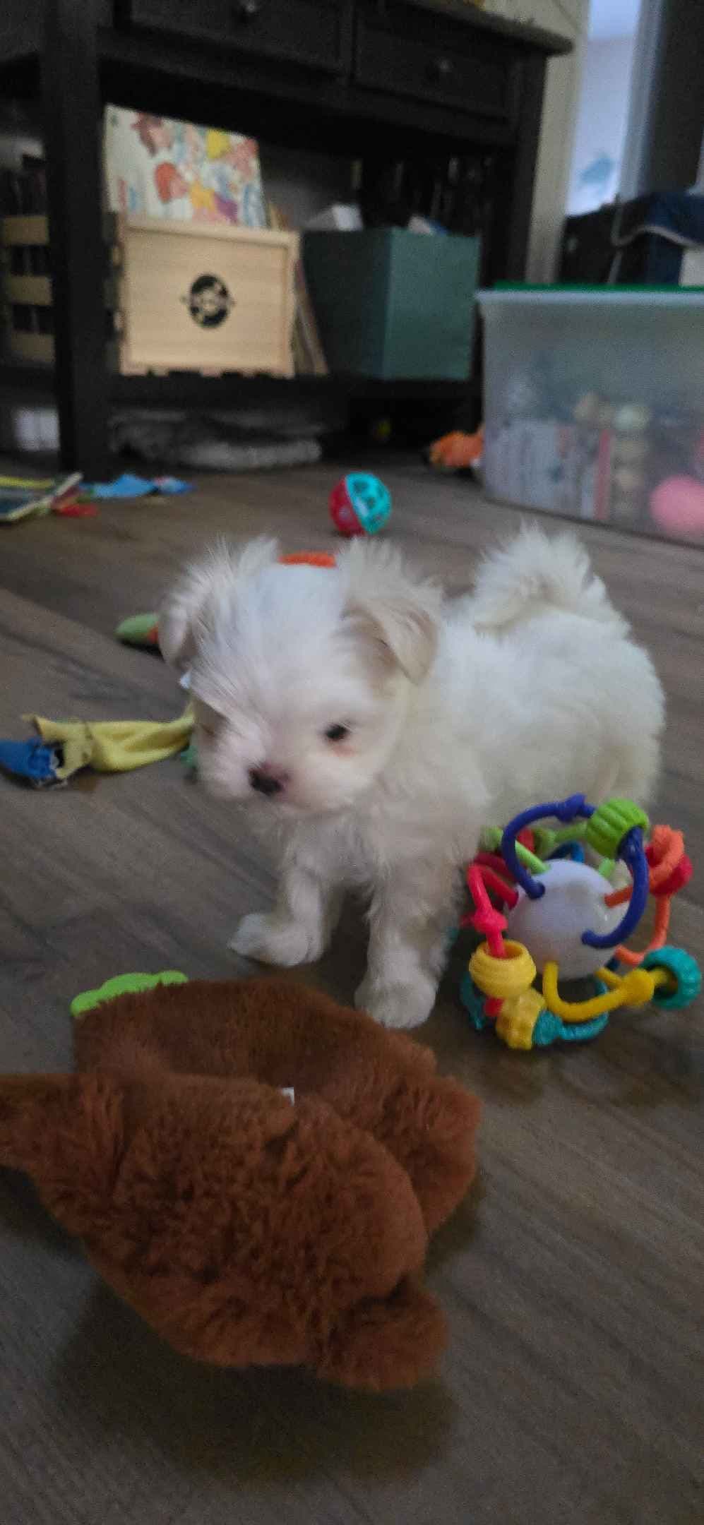 Maltese Puppies breeder image 1