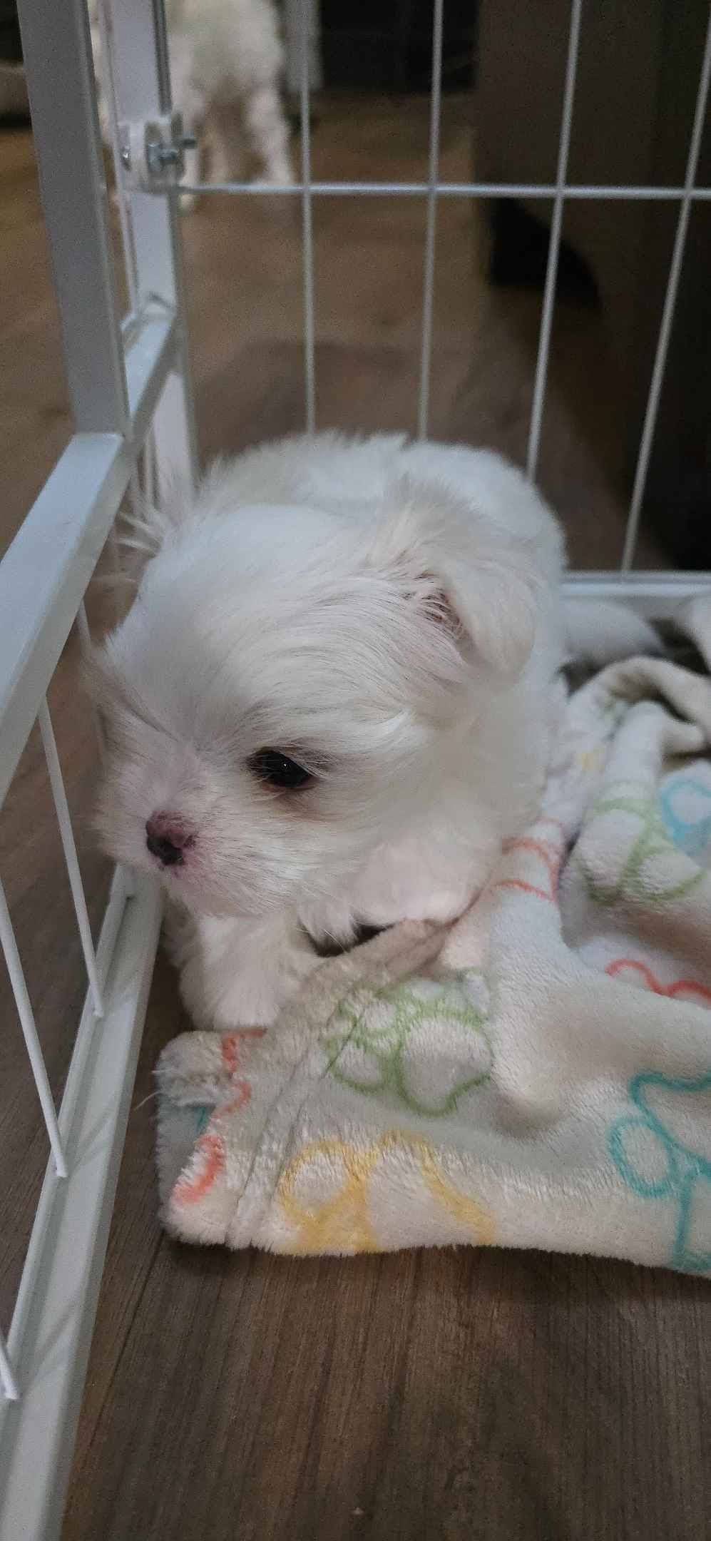 Maltese Puppies breeder image 2