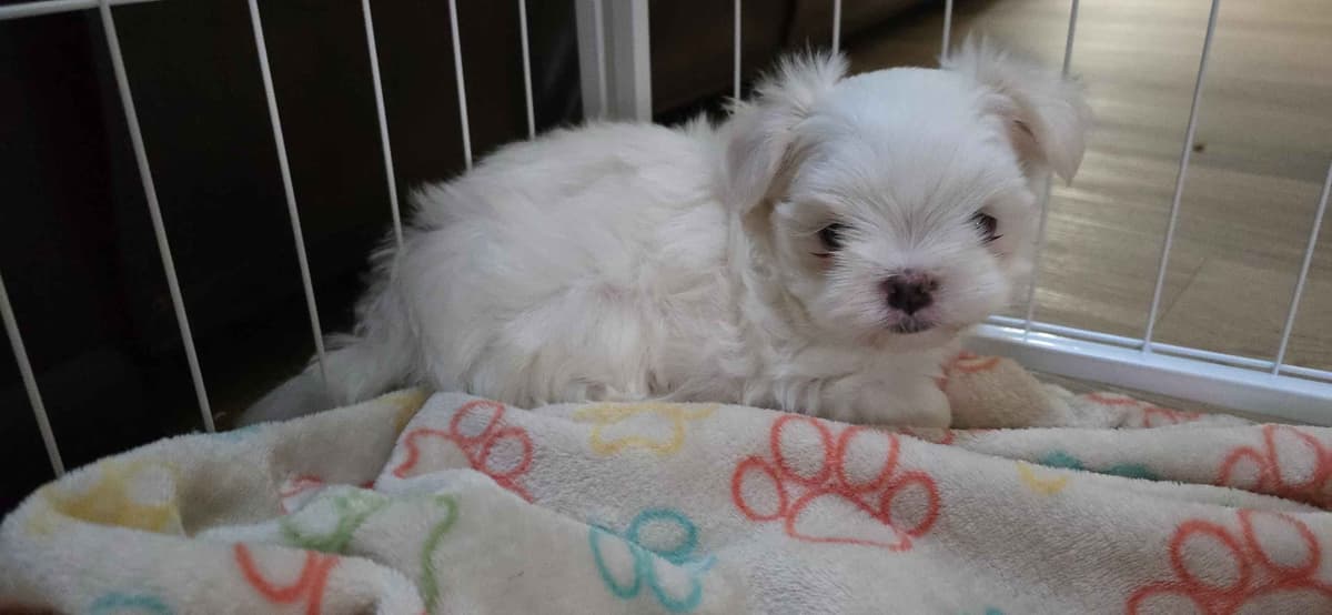 Maltese Puppies breeder image 3
