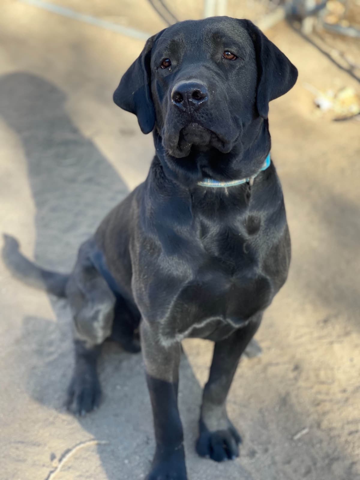 Labrador Retriever Puppies breeder image 1