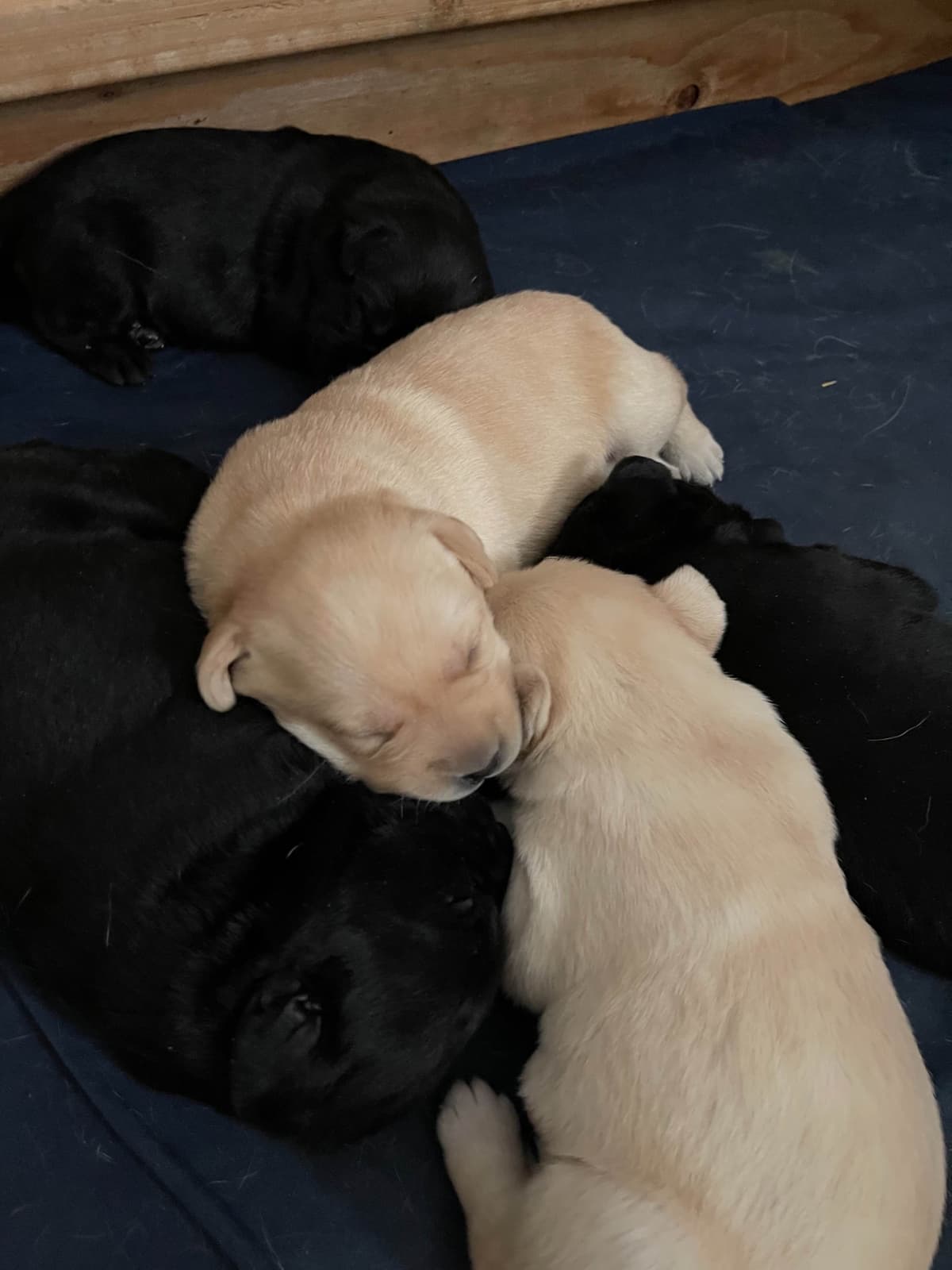 Labrador Retriever Puppies breeder image 2