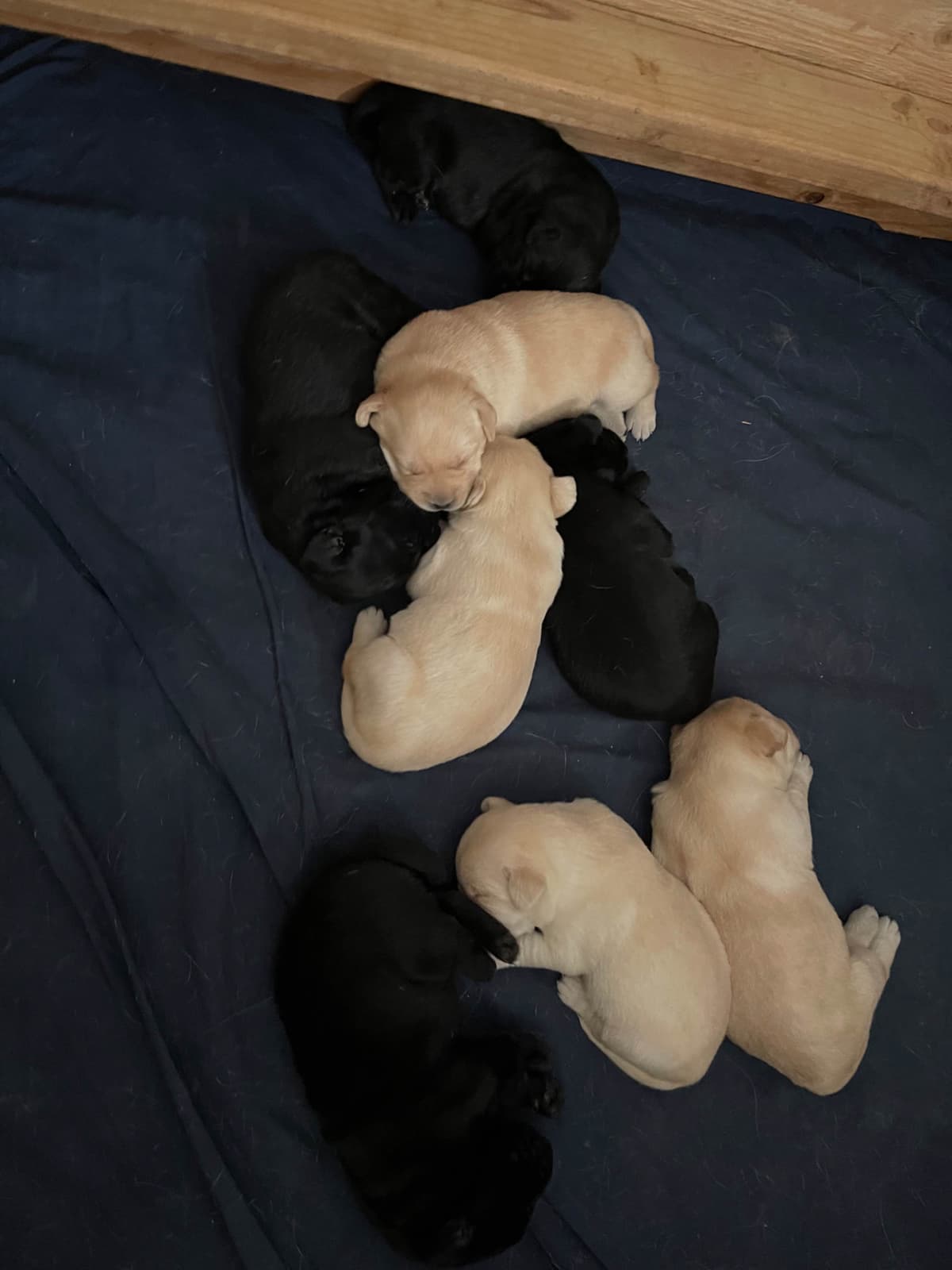 Labrador Retriever Puppies breeder image 3