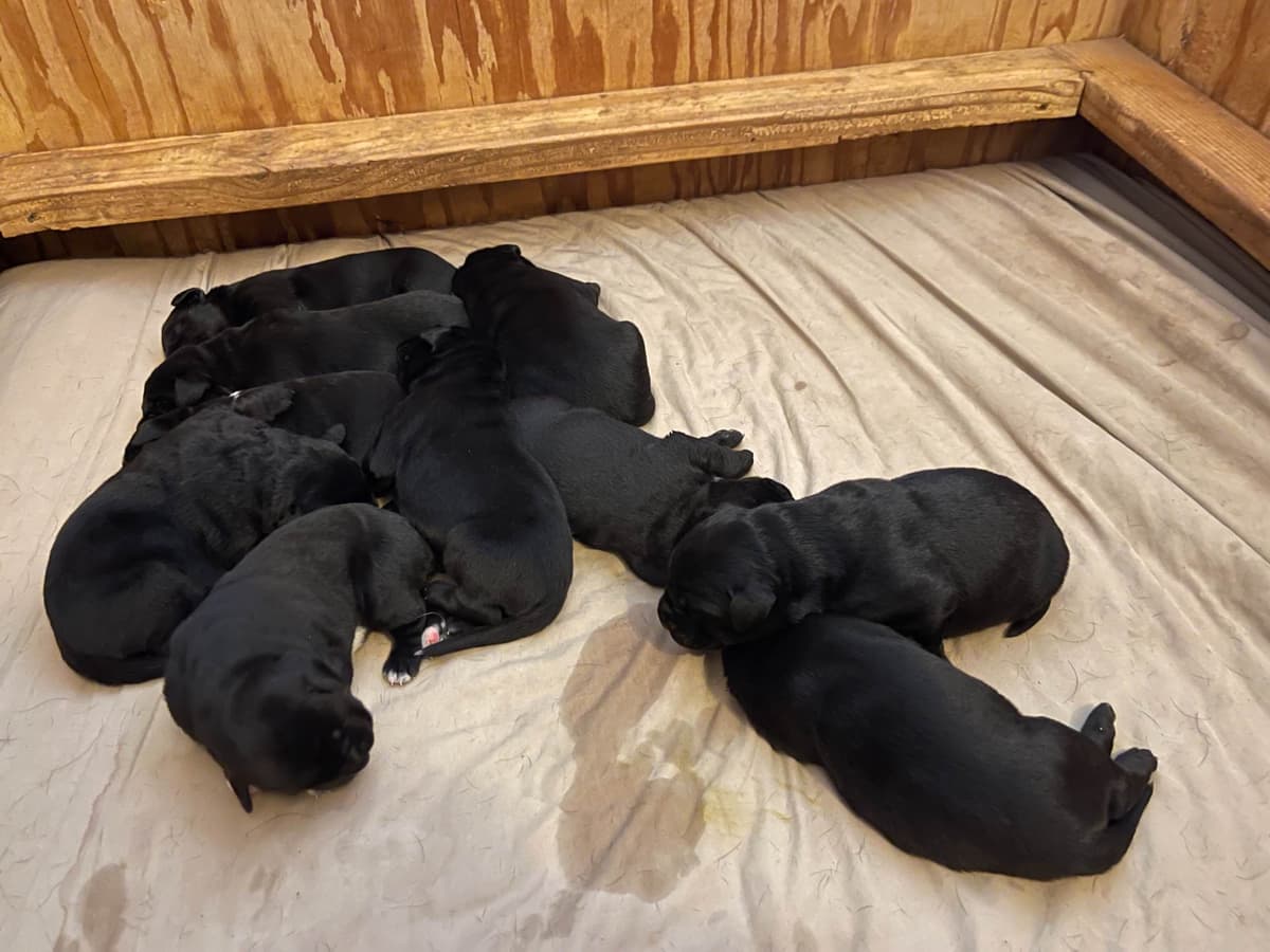 Labrador Retriever Puppies breeder image 4