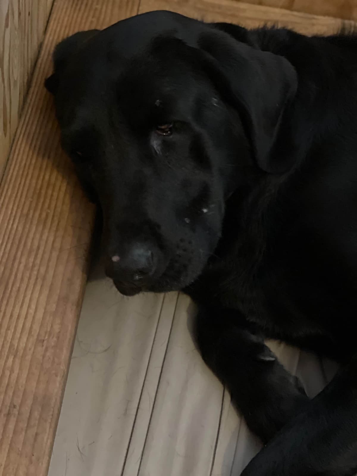 Labrador Retriever Puppies breeder image 5