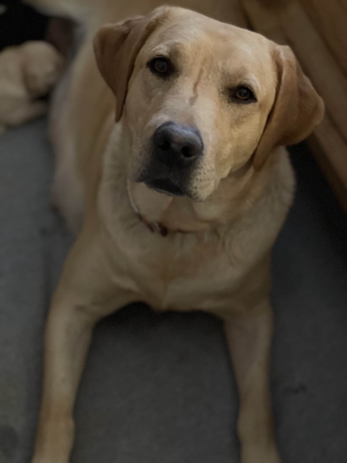 Labrador Retriever Puppies breeder image 7