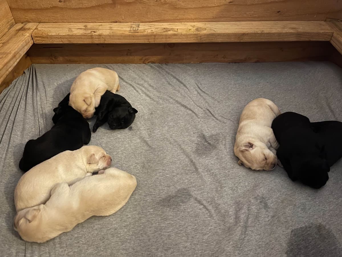Labrador Retriever Puppies breeder image 6
