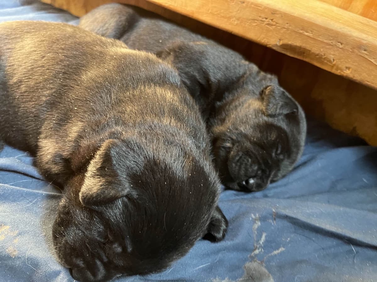 Labrador Retriever Puppies breeder image 9