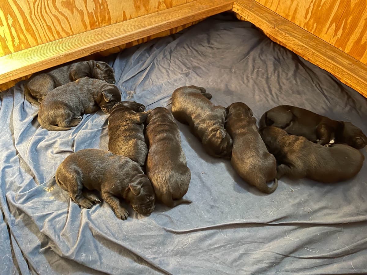Labrador Retriever Puppies breeder image 8