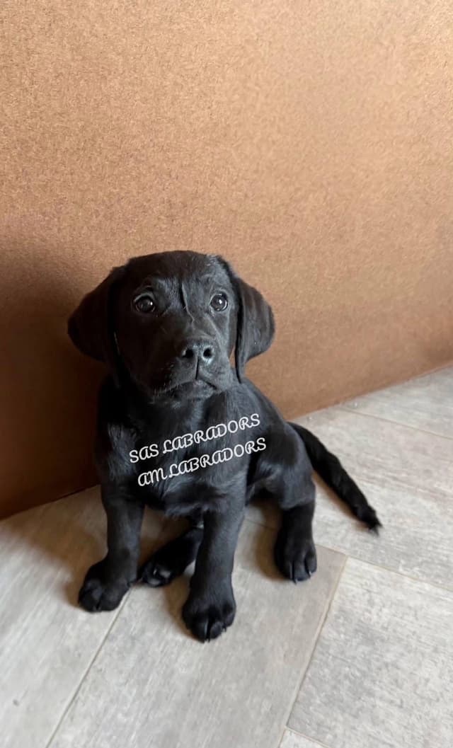 Labrador Retriever Puppies media 2