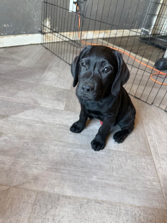 Labrador Retriever Puppies media 4