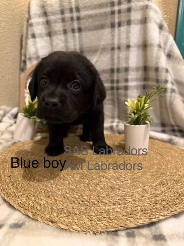 Labrador Retriever Puppies media 3