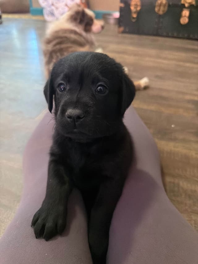 Labrador Retriever Puppies media 5