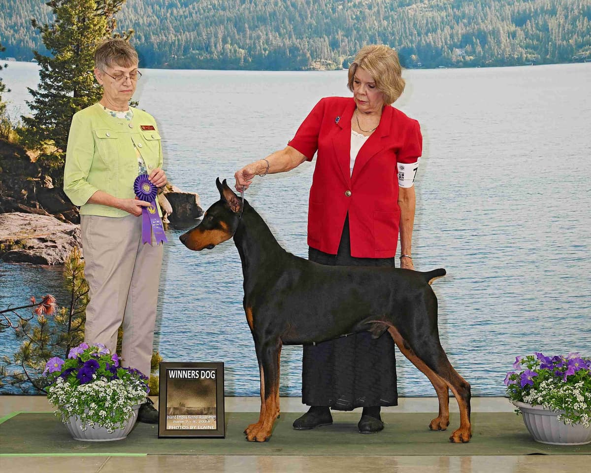 Doberman Pinscher Puppies breeder image 1