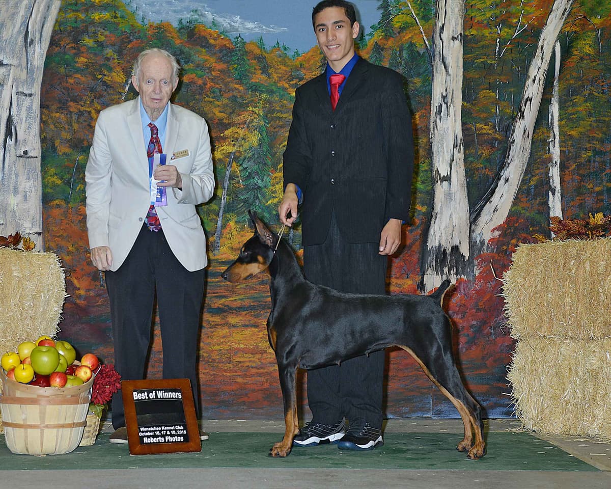 Doberman Pinscher Puppies breeder image 3