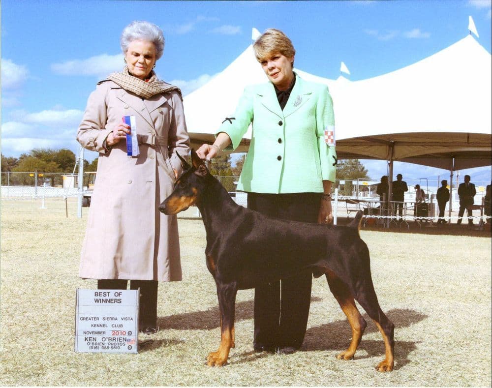 Doberman Pinscher Puppies breeder image 4