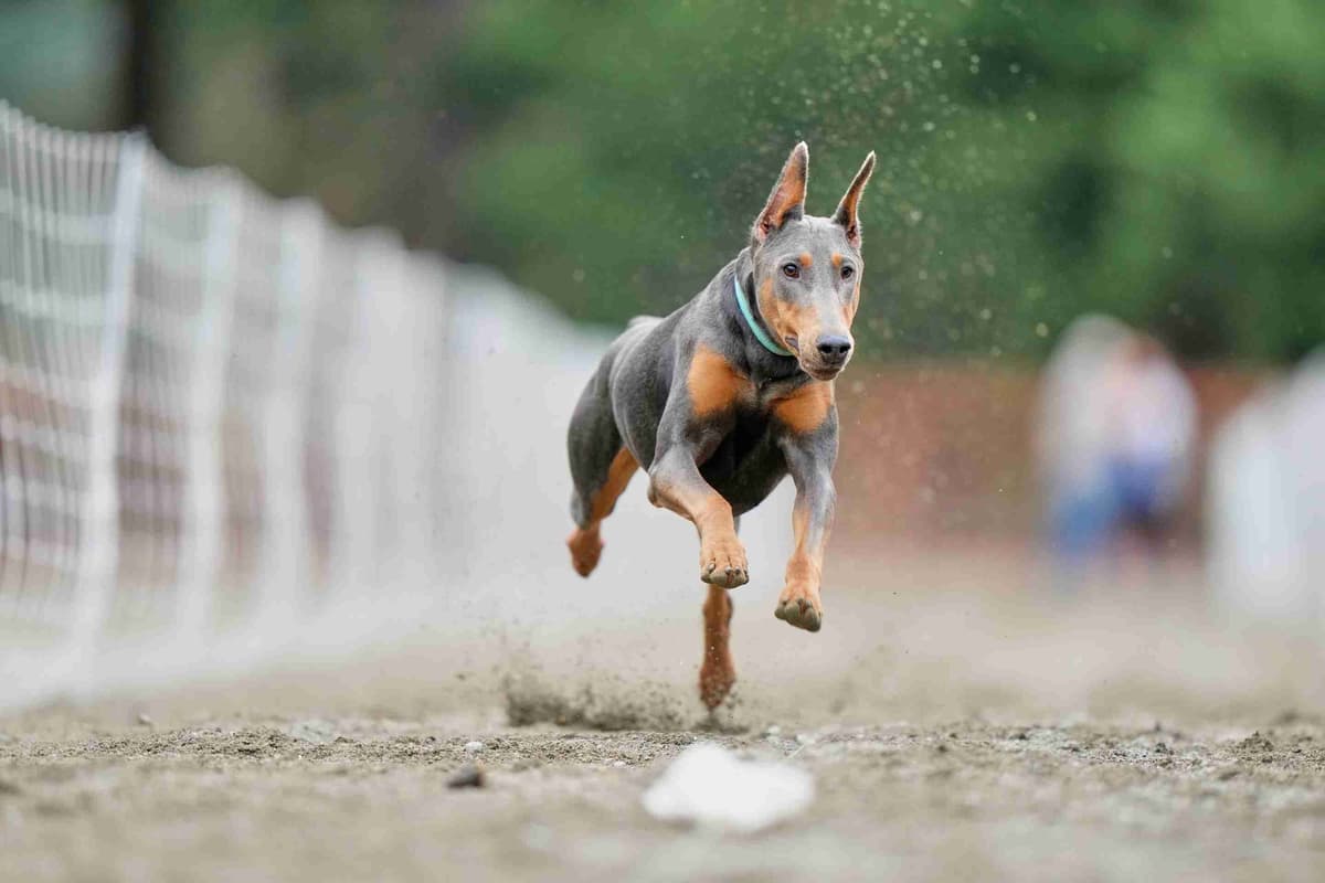 Doberman Pinscher Puppies breeder image 6