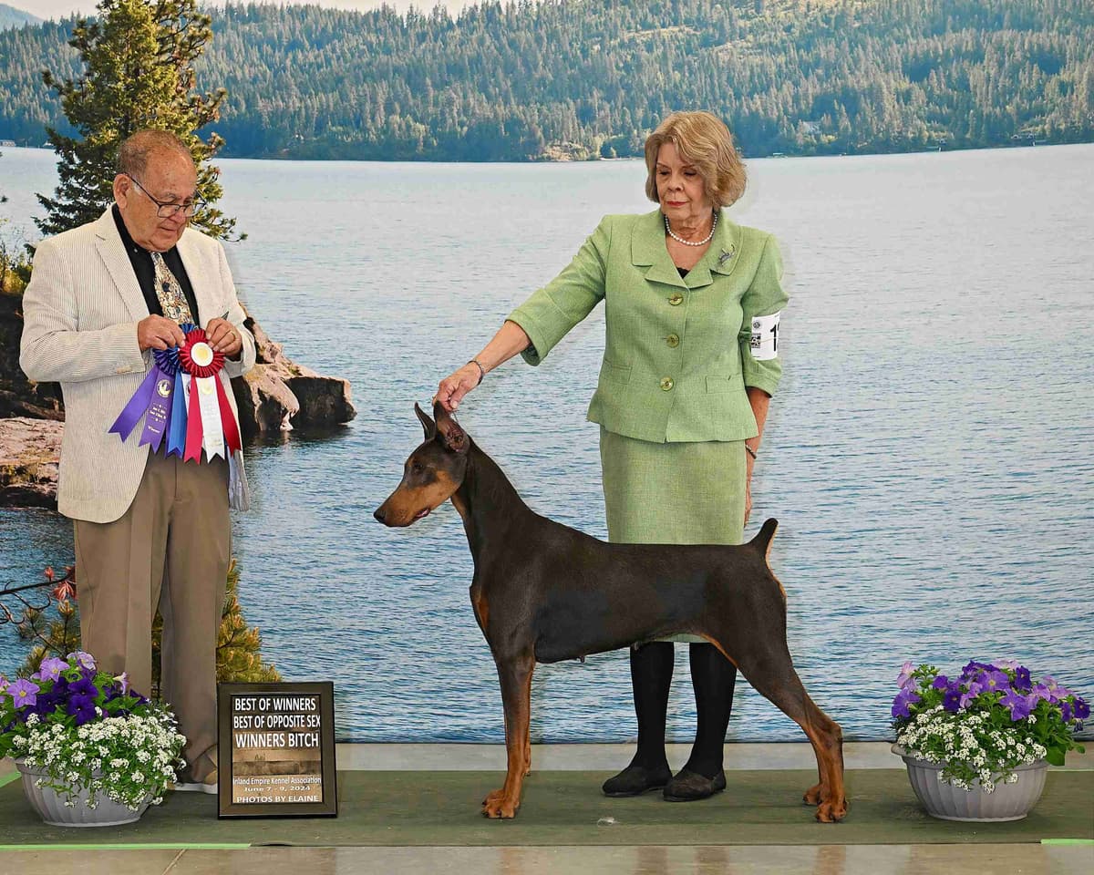 Doberman Pinscher Puppies breeder image 7