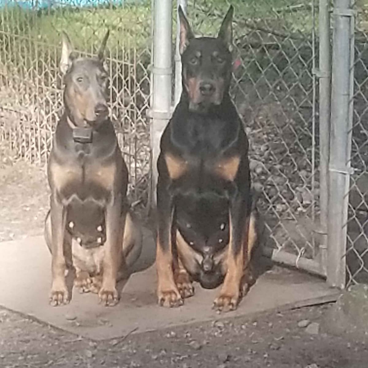 Doberman Pinscher Puppies breeder image 9