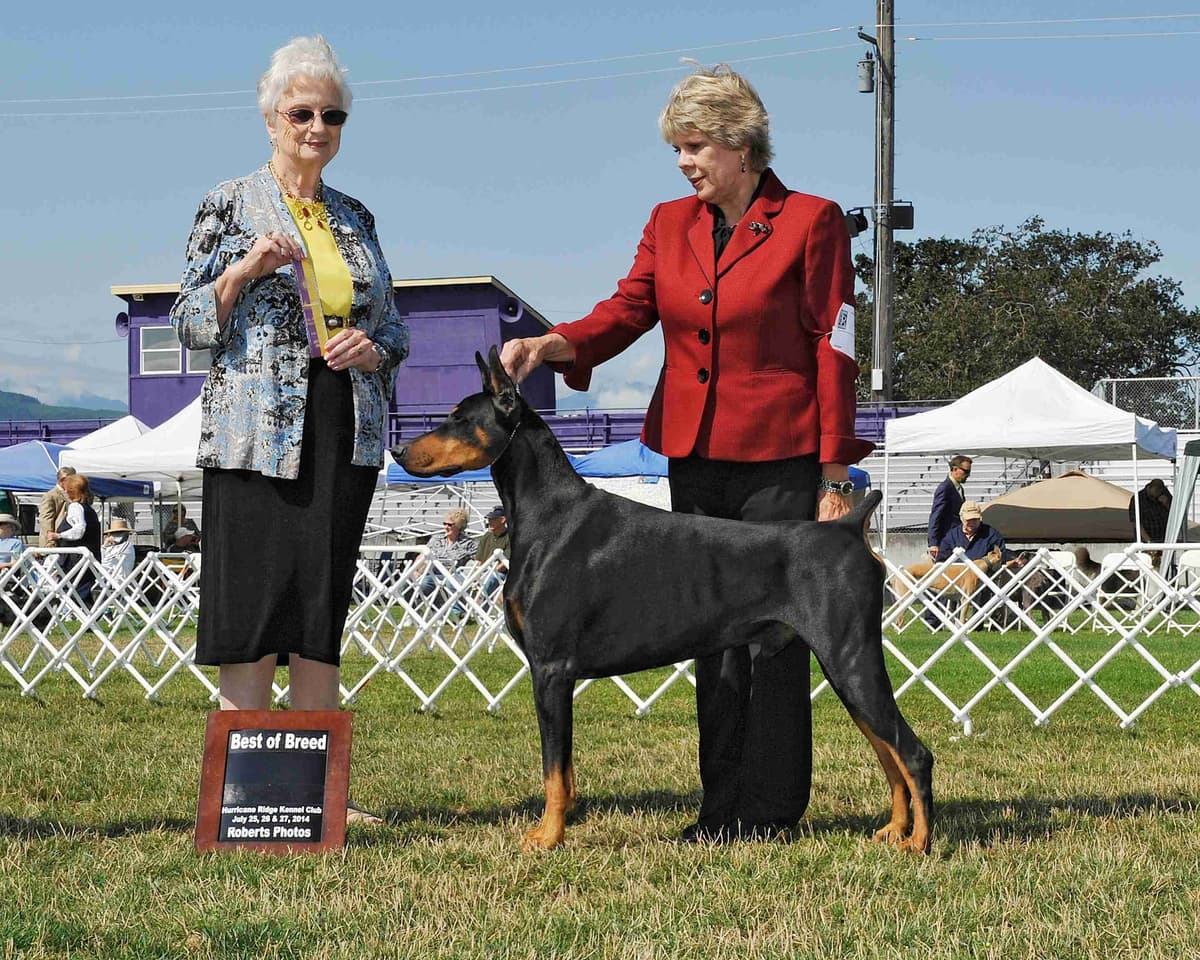 Doberman Pinscher Puppies breeder image 10