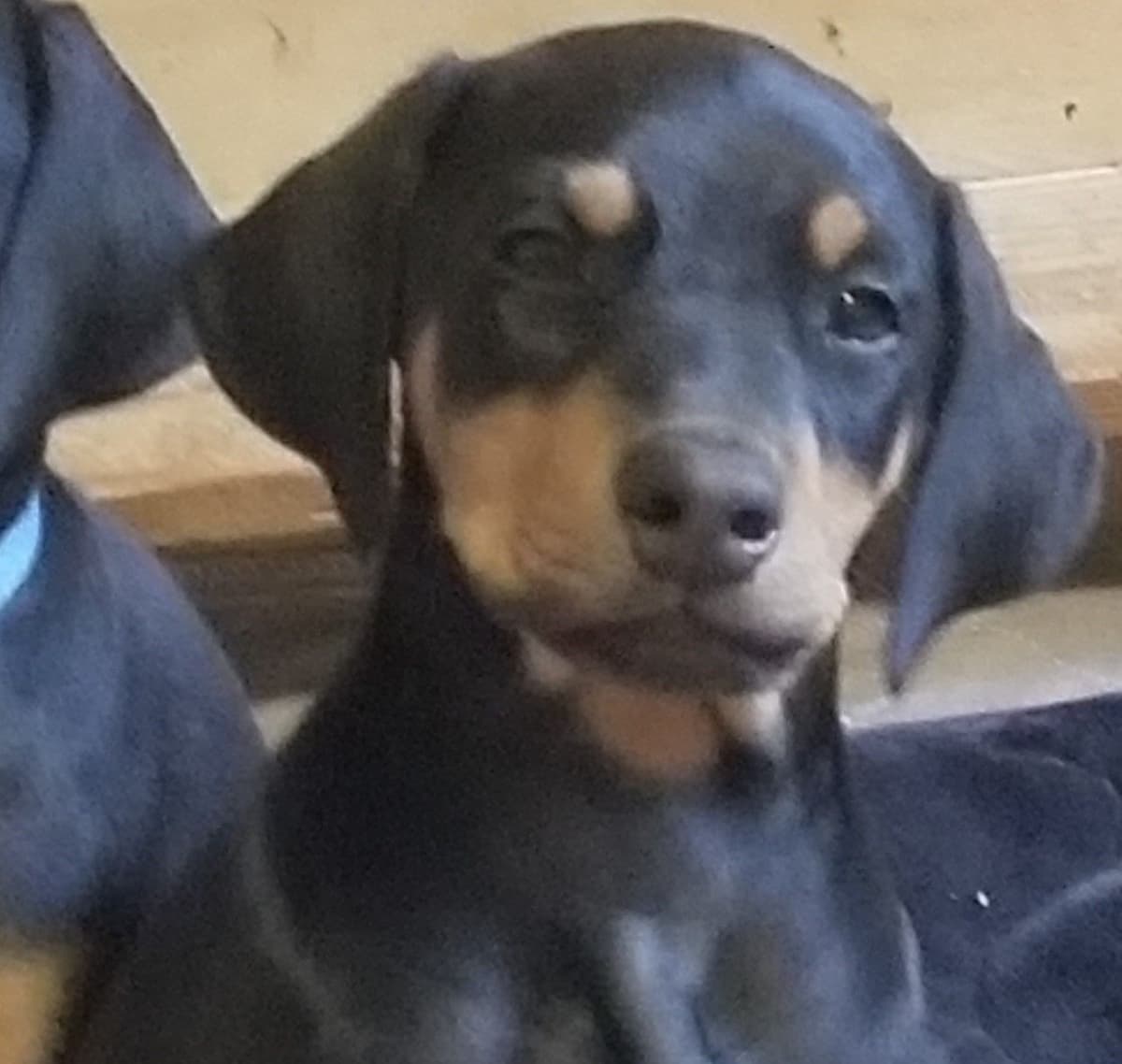Doberman Pinscher Puppies breeder image 11