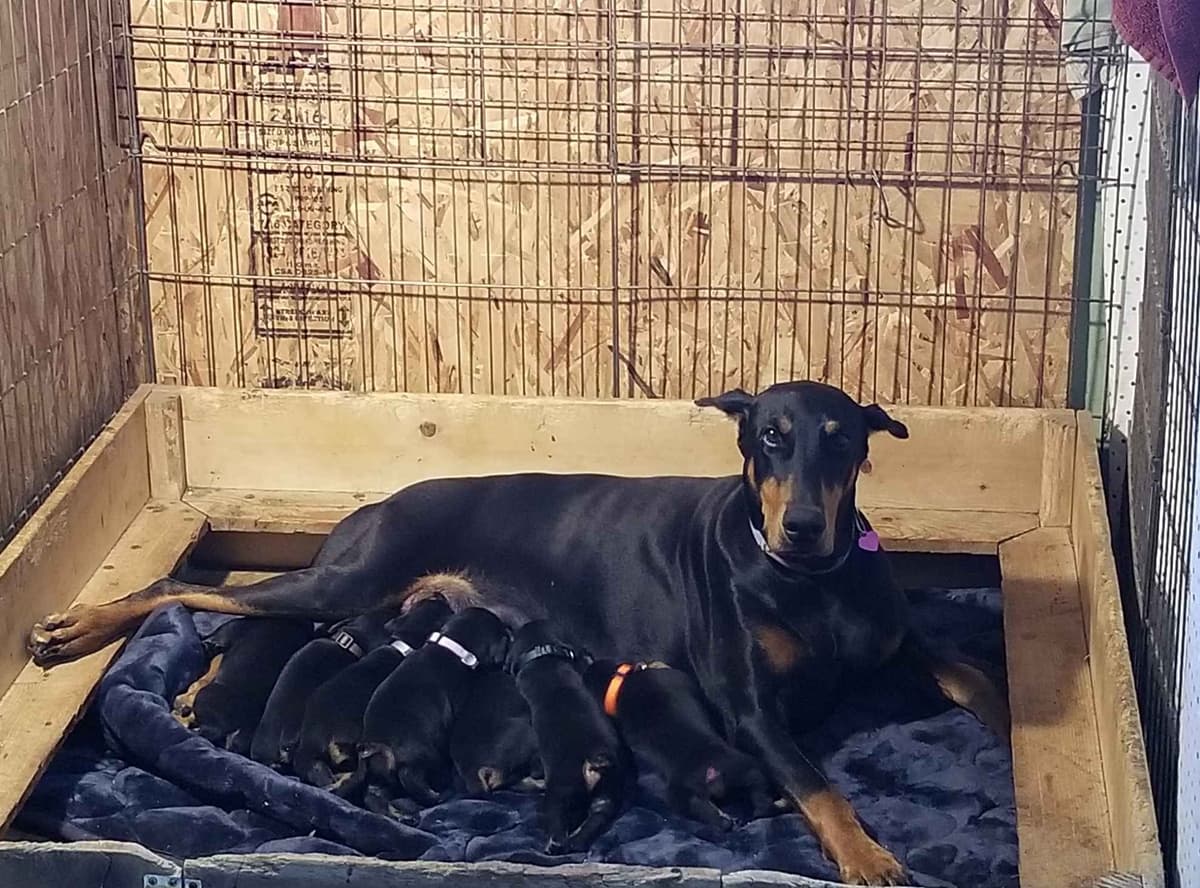 Doberman Pinscher Puppies breeder image 12