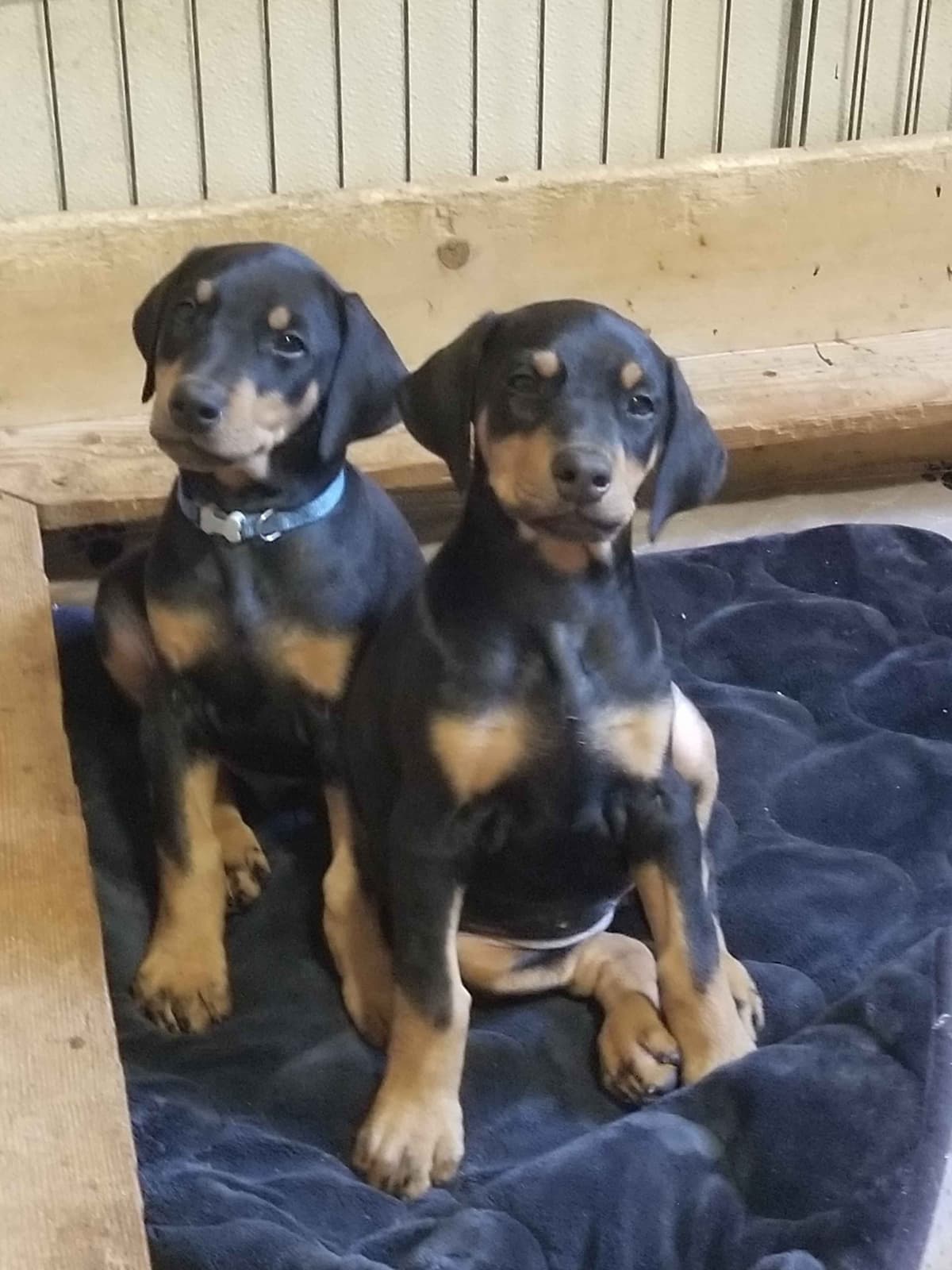 Doberman Pinscher Puppies breeder image 13