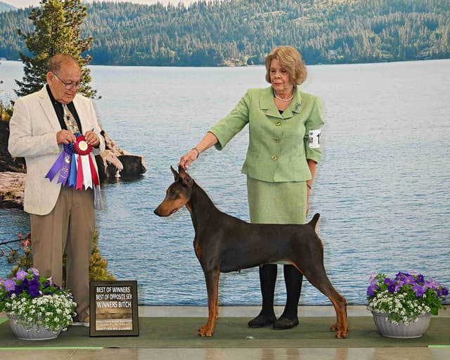 Doberman Pinscher Puppies media 2