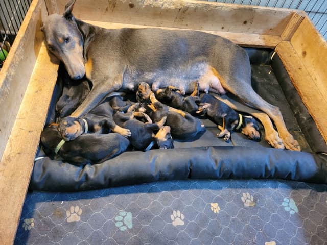 Doberman Pinscher Puppies media 3
