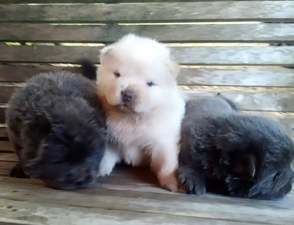 Chow Chow Puppies Available Text or Call 601-502/3078 breeder image 1