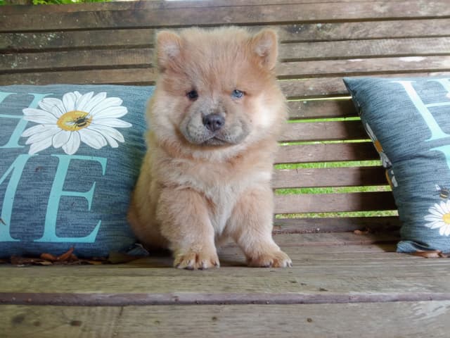 Chow Chow Puppies Available Text or Call 601-502/3078 media 9