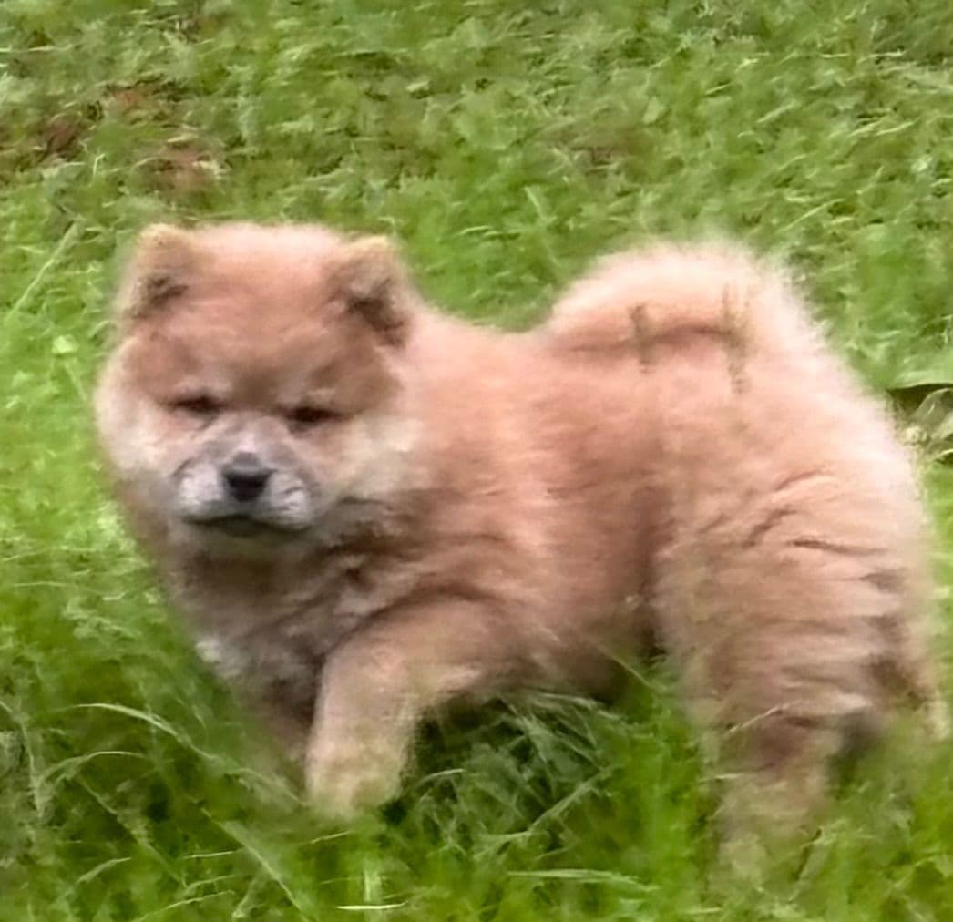 Chow Chow Puppies Available Text or Call 601-502/3078 breeder image 2