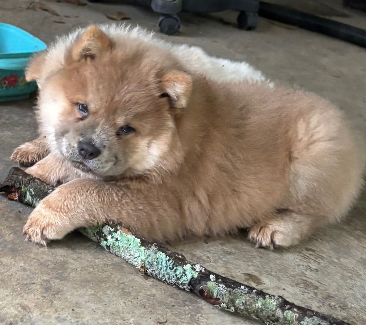 Chow Chow Puppies Available Text or Call 601-502/3078 breeder image 3