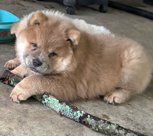 Chow Chow Puppies Available Text or Call 601-502/3078 media 5