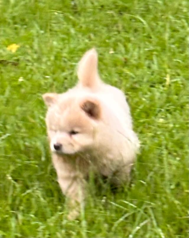 Chow Chow Puppies Available Text or Call 601-502/3078 media 7