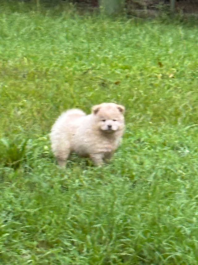 Chow Chow Puppies Available Text or Call 601-502/3078 media 8
