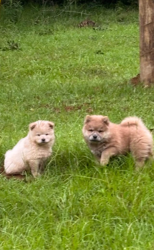 Chow Chow Puppies Available Text or Call 601-502/3078 media 4