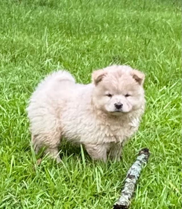 Chow Chow Puppies Available Text or Call 601-502/3078 media 3