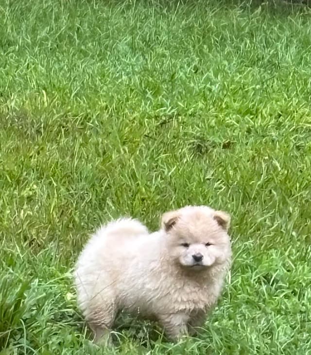 Chow Chow Puppies Available Text or Call 601-502/3078 media 10