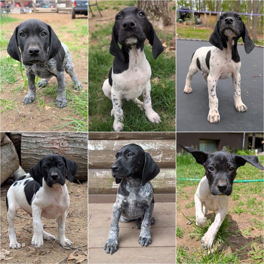 German Shorthaired Pointer Puppies breeder image 1