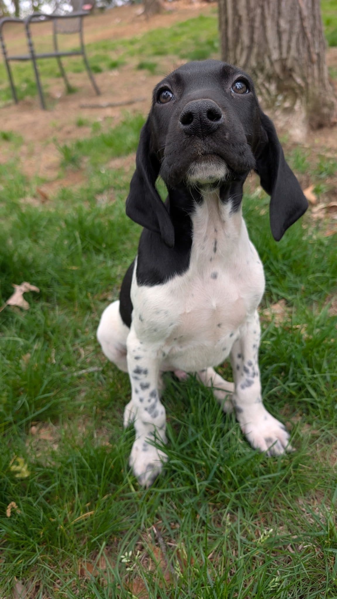 German Shorthaired Pointer Puppies breeder image 2