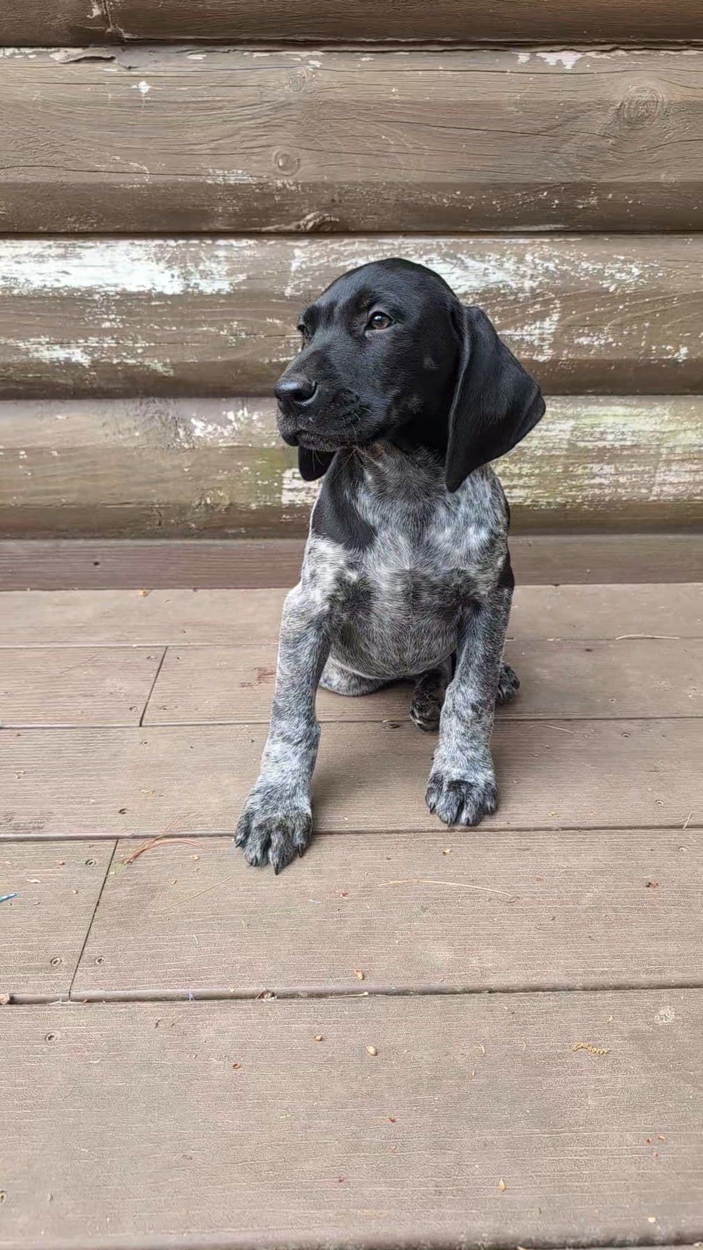 German Shorthaired Pointer Puppies breeder image 3