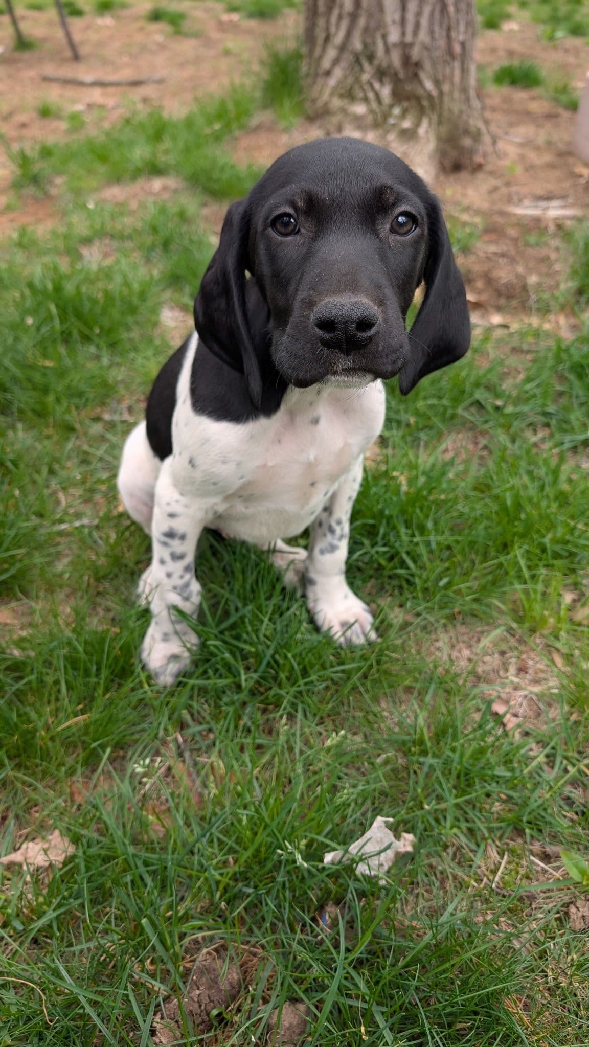 German Shorthaired Pointer Puppies breeder image 4