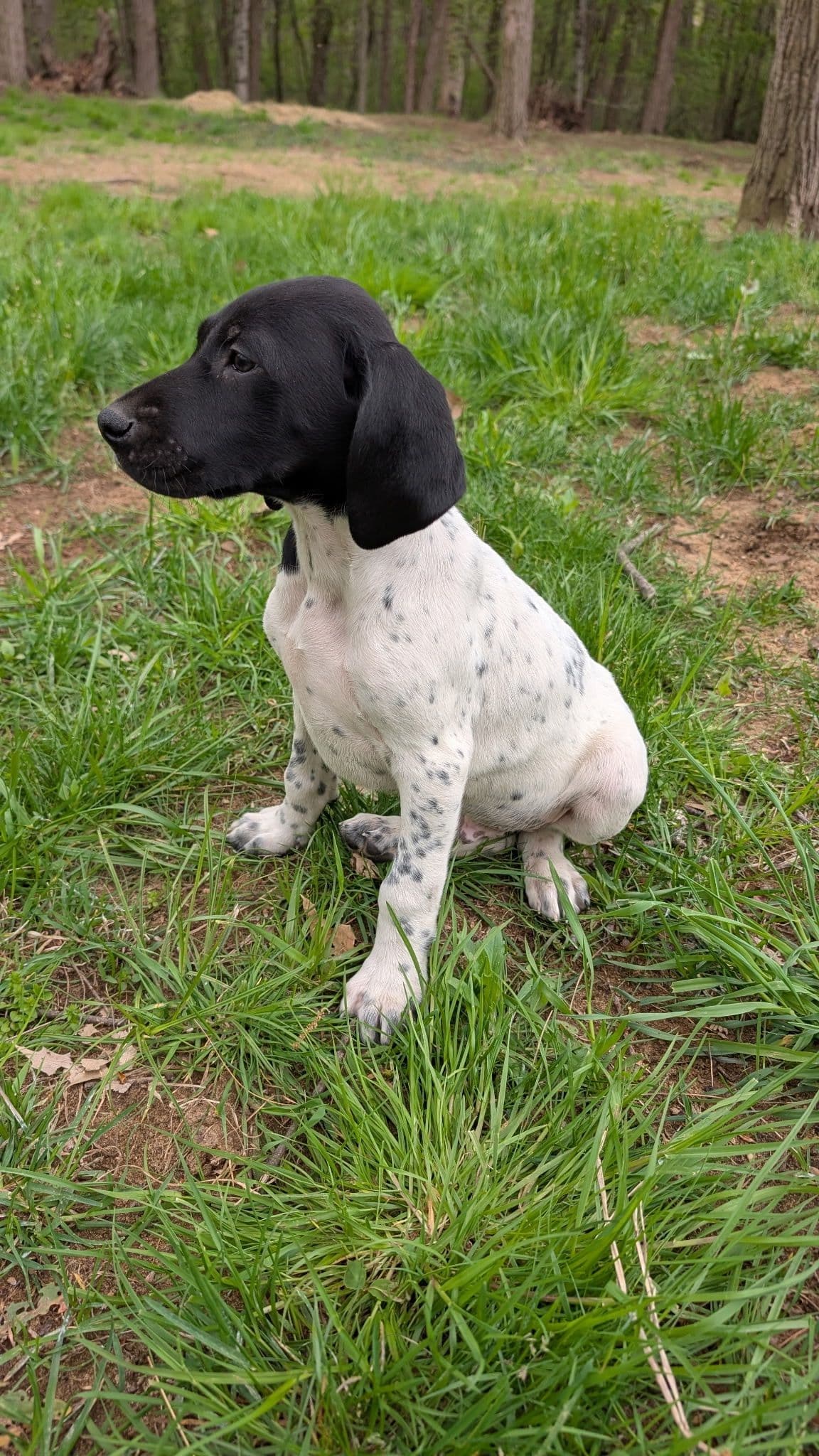 German Shorthaired Pointer Puppies breeder image 5