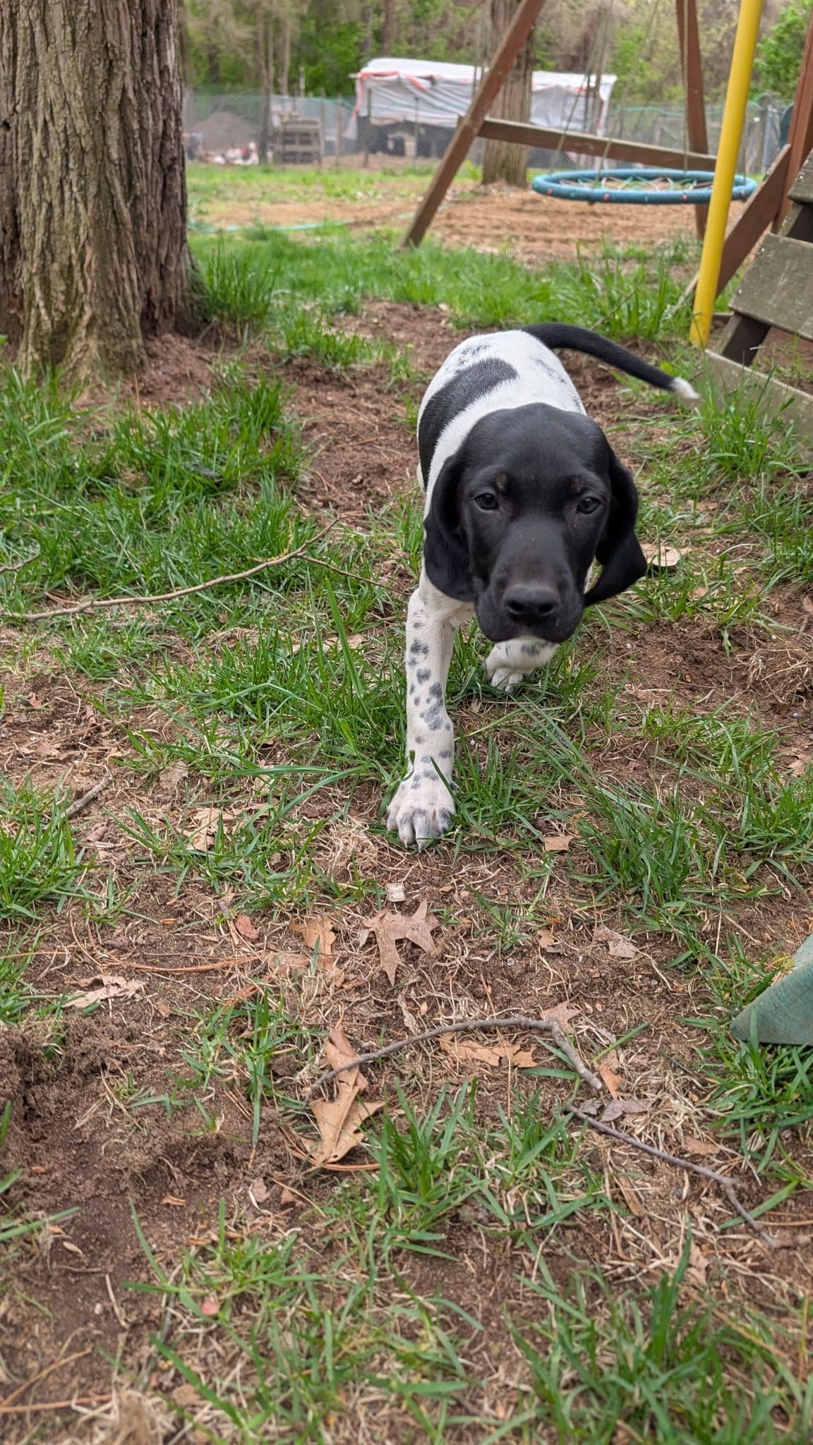 German Shorthaired Pointer Puppies breeder image 6