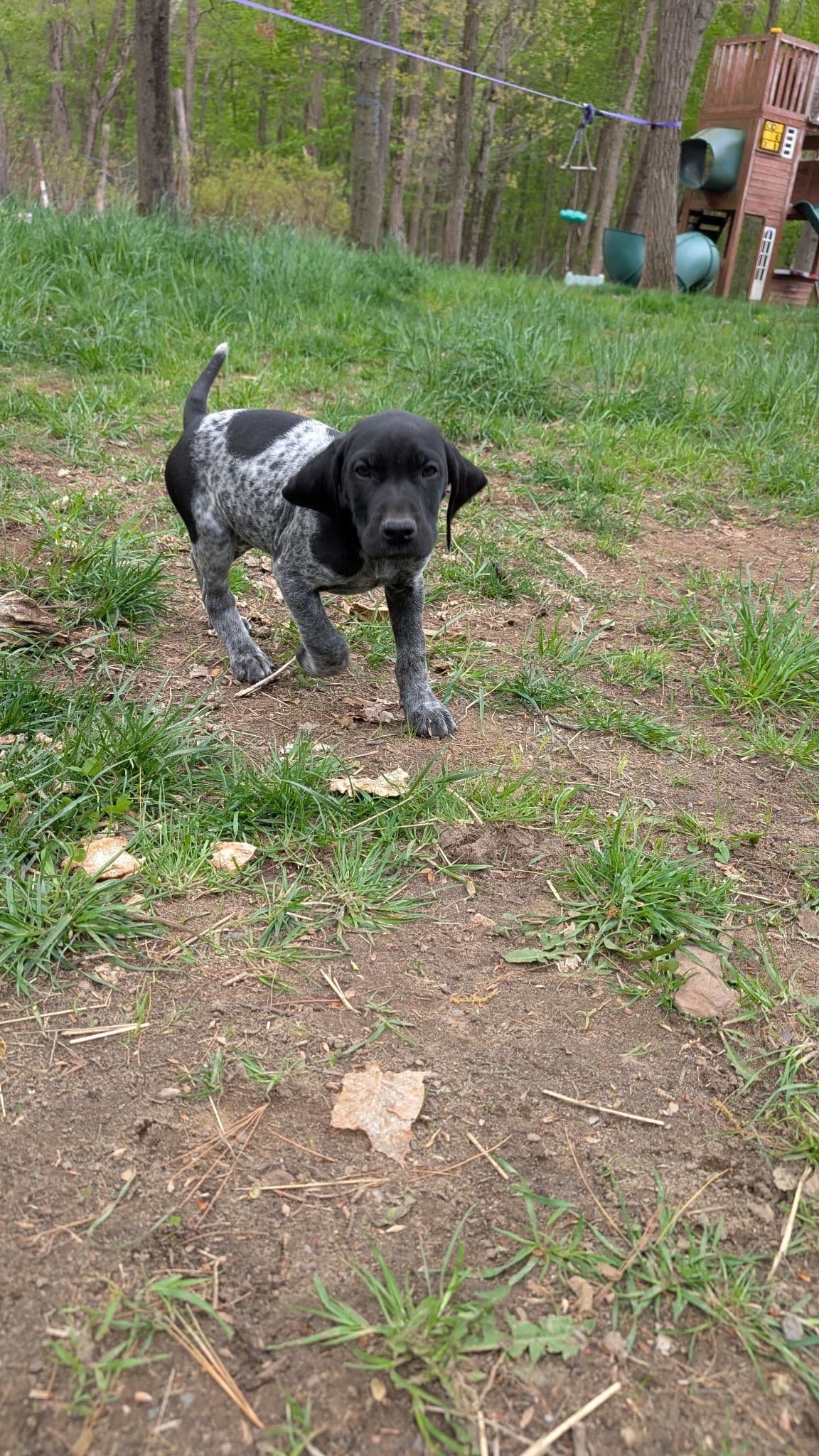 German Shorthaired Pointer Puppies breeder image 7