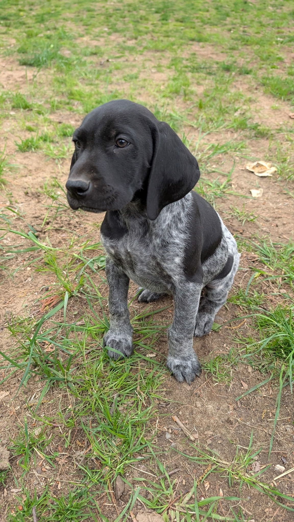 German Shorthaired Pointer Puppies breeder image 8