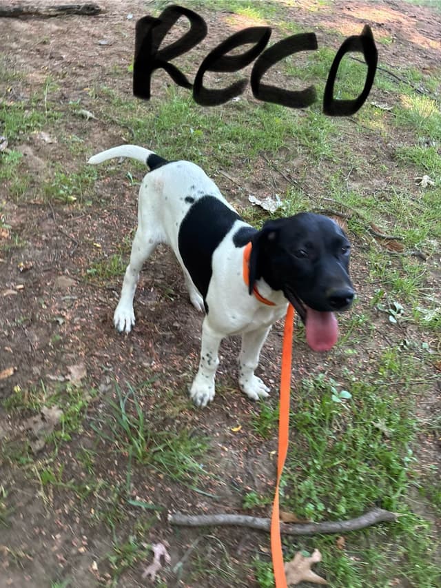 German Shorthaired Pointer Puppies media 2